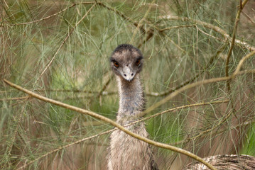 Emu staring, partially hidden in the grass, Australia