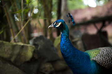 Obraz premium Peacock at zoo in Ecuador