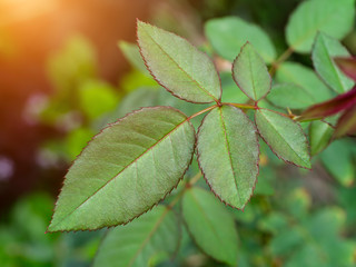 Close up green leaf of rose tree.