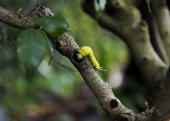 Fuzzy worm in our garden 2