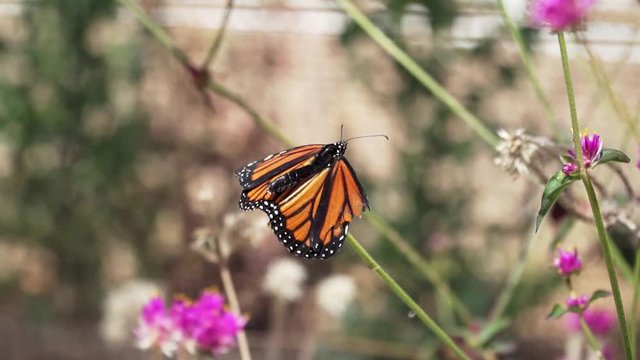 HD. Slow Motion. Southern California Monarch Butterfly with Broken Wing can't fly, sits on blooming plant, tries to fly and falls down. Damaged forewing doesn't allow butterflies to fly.