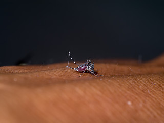 Mosquitoes are sucking blood on the skin.
