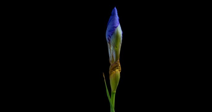 Time-lapse of growing blue iris flower, alpha channel