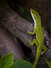 Anole