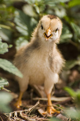 Chick