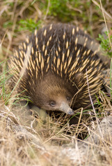 Echidna, Australia