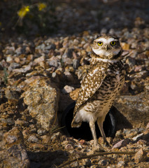 Burrowing Owl