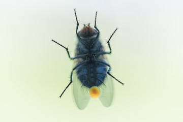 fly on the glass