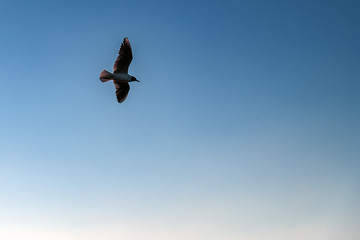 Seagull flying through the evening blue sky. For advertising, cover, magazine, poster, calendar.