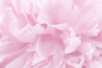 Fototapeta na wymiar Pink petals with blurred focus