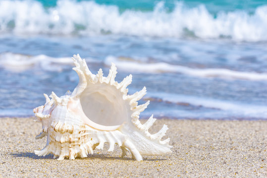 seashell on the beach