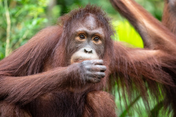 Fototapeta premium Portrait of a hairy orangutan eating a piece of fruit in the greenery of a rainforest. Singapore.