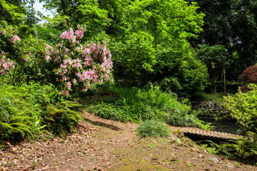 Obraz premium Japanese garden with lake in Batumi botanical garden, Georgia
