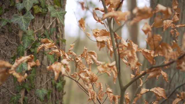 Close Up footage of a tree with ivy and brown leaves in the wind
