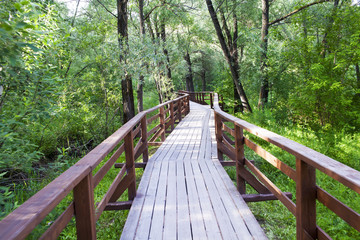 Fototapeta premium Wooden bridge path winding through green forest, nature photo
