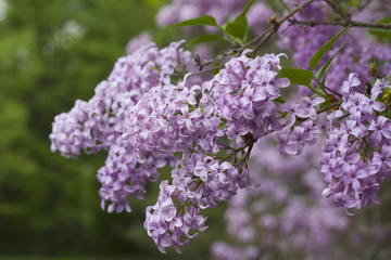 Obraz premium Close up view of beautiful Chines lilac blossoms in full bloom