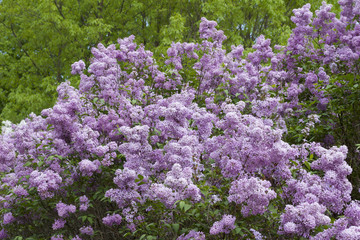 Close up view of beautiful Chines lilac blossoms in full bloom