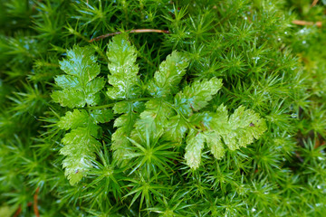 fern leaf.  green juicy fern leaf in green moss  in raindrops. Natural forest  background with fern...