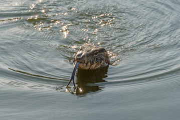 Water monitor lizard in the water