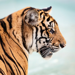 Close up tiger.