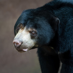 Malayan sun bear.