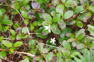 立山で見られる高山植物