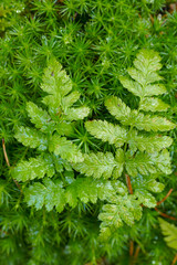 fern leaf. bright green  fern leaf in green moss  in raindrops. Natural forest  background with fern leaf