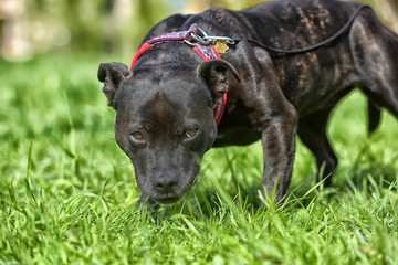 English staffordshire bull terrier