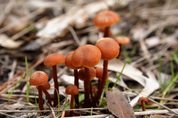 Small brown Mushroom Fungus