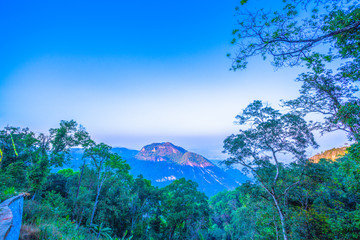 Pine forest on the mountain during winter season at Doi Pha Mee Chiang Rai Thailand
