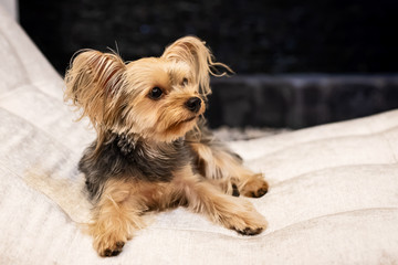 Cute small yorkshire terrier.