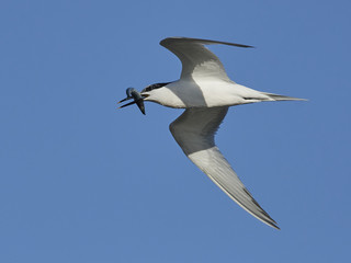 Sandwich tern (Thalasseus sandvicensis)