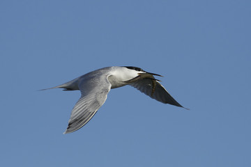 Obraz premium Sandwich tern (Thalasseus sandvicensis)