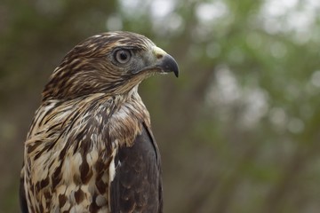 Hawk  wild animal 