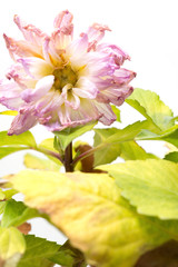 Obraz premium faded pink peony or paeonia lactiflora plant on white background