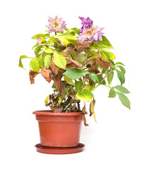 faded pink peony or paeonia lactiflora plant on white background