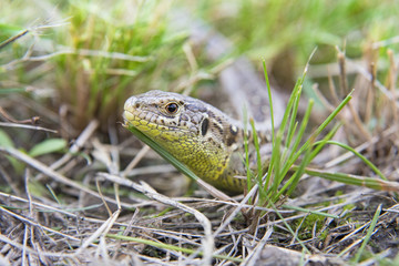 Fototapeta premium garden lizard