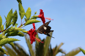 ハイビスカスの赤い花の蜜を吸うモンキアゲハ
