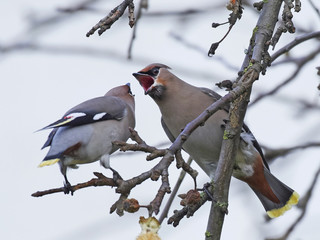 Bohemian waxwing (Bombycilla garrulus)
