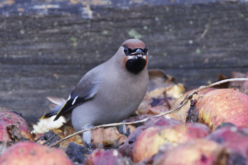 Bohemian waxwing (Bombycilla garrulus)