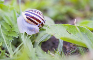 snail crawling