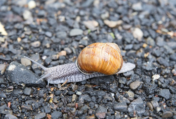 snail on asphalt