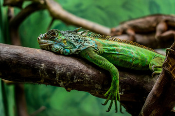 Iguana molesta - Zoológico