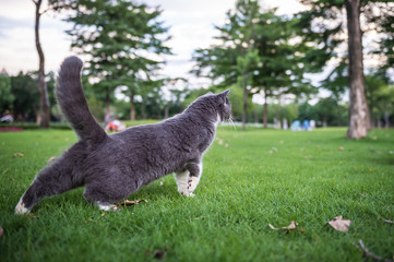 The British short hair cat on the grass