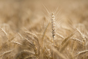 Wheat field. Ears of golden wheat closeup. Harvest concept.