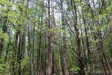 forest