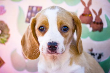 Closeup of Lemon Yellow Beagle Puppy in front of an Easter Background