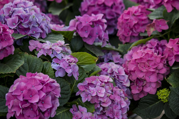 Pink and Purple Hydrangea Blossoms in Amsterdam, Netherlands