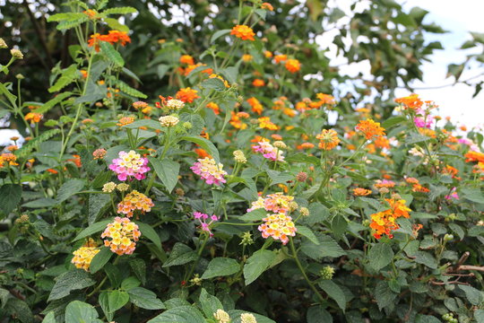 Jard&iacute;n de flores colombianas