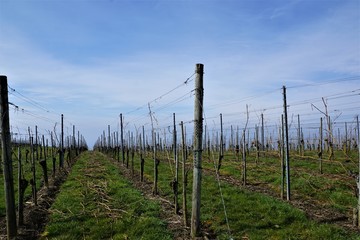 Obraz premium Weinberg auf dem Wanderweg zwischen Hagnau und Meersburg am Bodensee in Süddeutschland